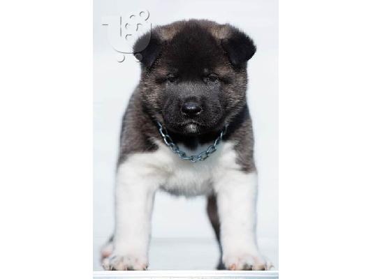 American Akita, διαθέσιμα κουτάβια